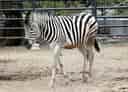 動物図鑑・チャップマンシマウマの写真 8